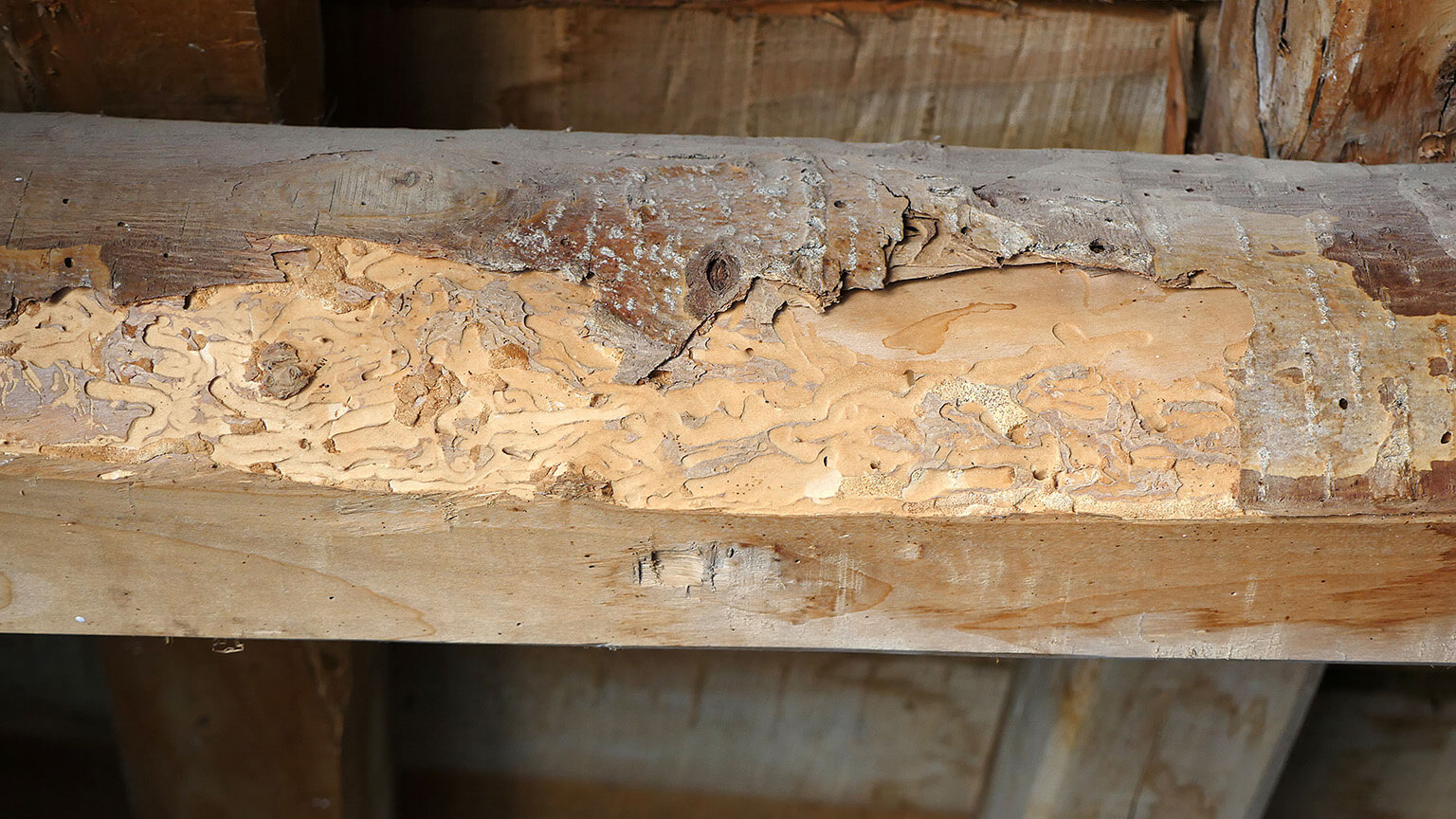 Termites, Rodents & Other Pests