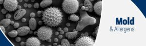 Mold allergens
