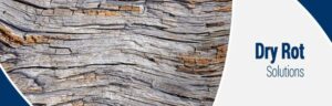 Dry Rot