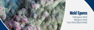 Mold Spores