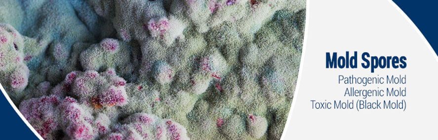 Mold Spores