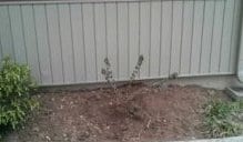 yard affects foundation